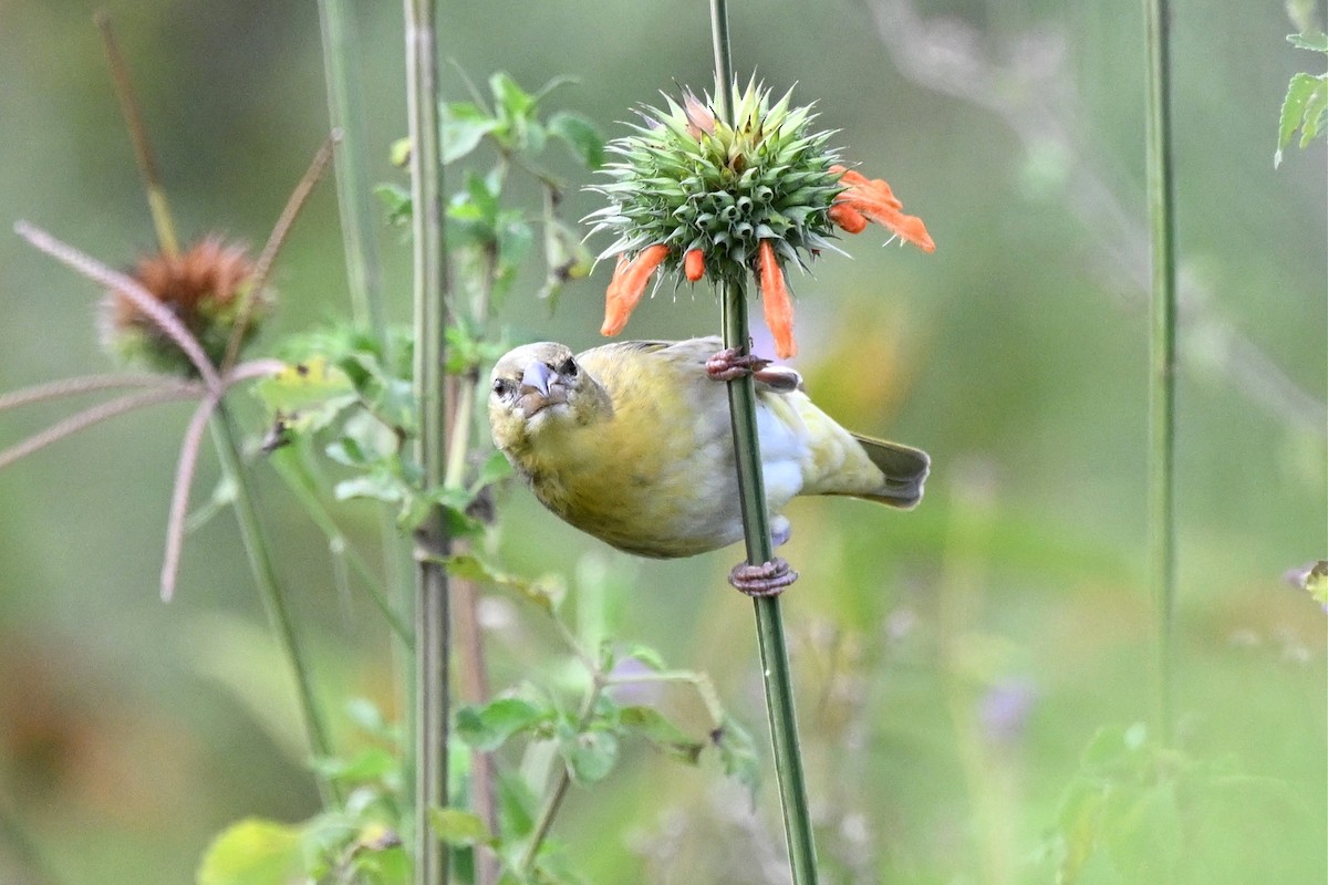 Speke's Weaver - ML650006736
