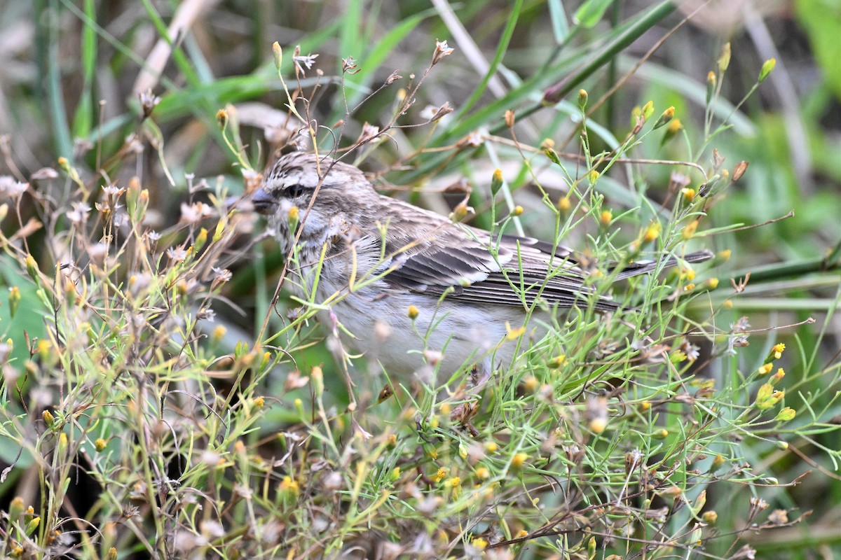zvonohlík louskač - ML650006748