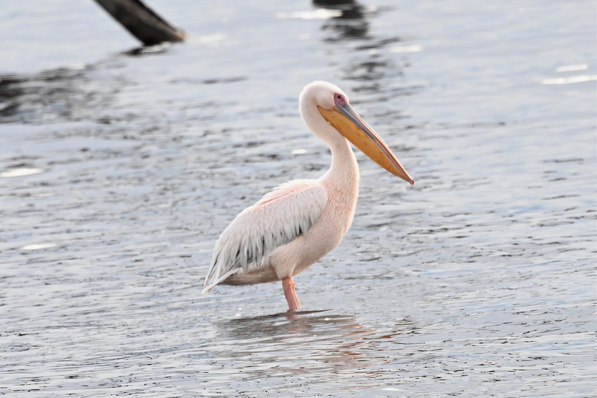 pelikán bílý - ML650006779