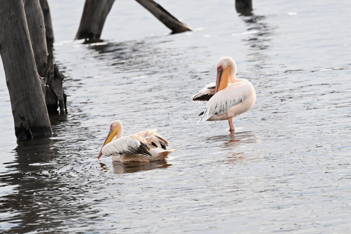 pelikán bílý - ML650006782