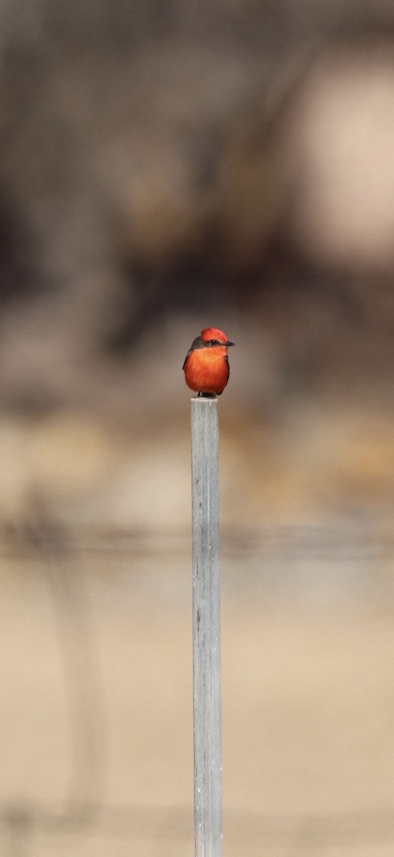 rubintyrann - ML650007274