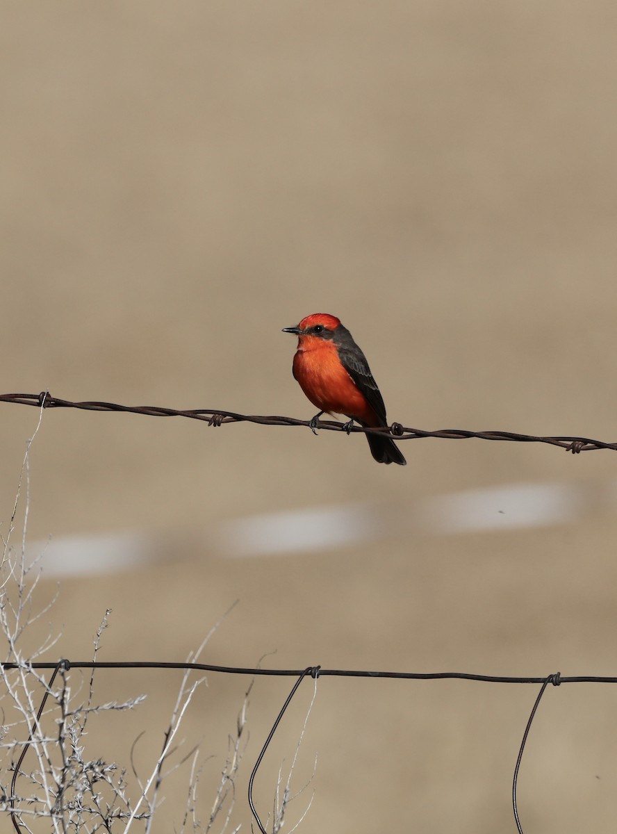 rubintyrann - ML650007275