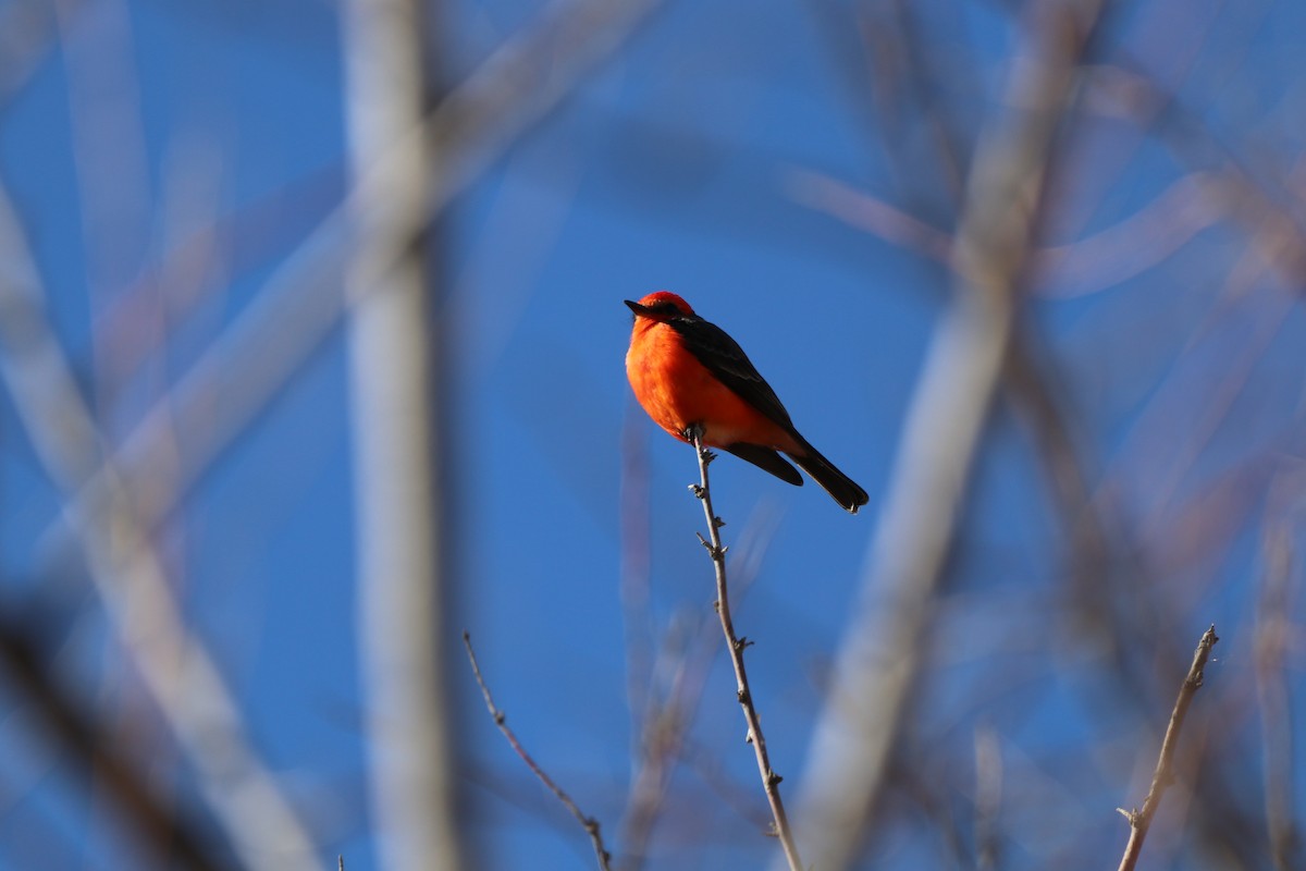 rubintyrann - ML650007276