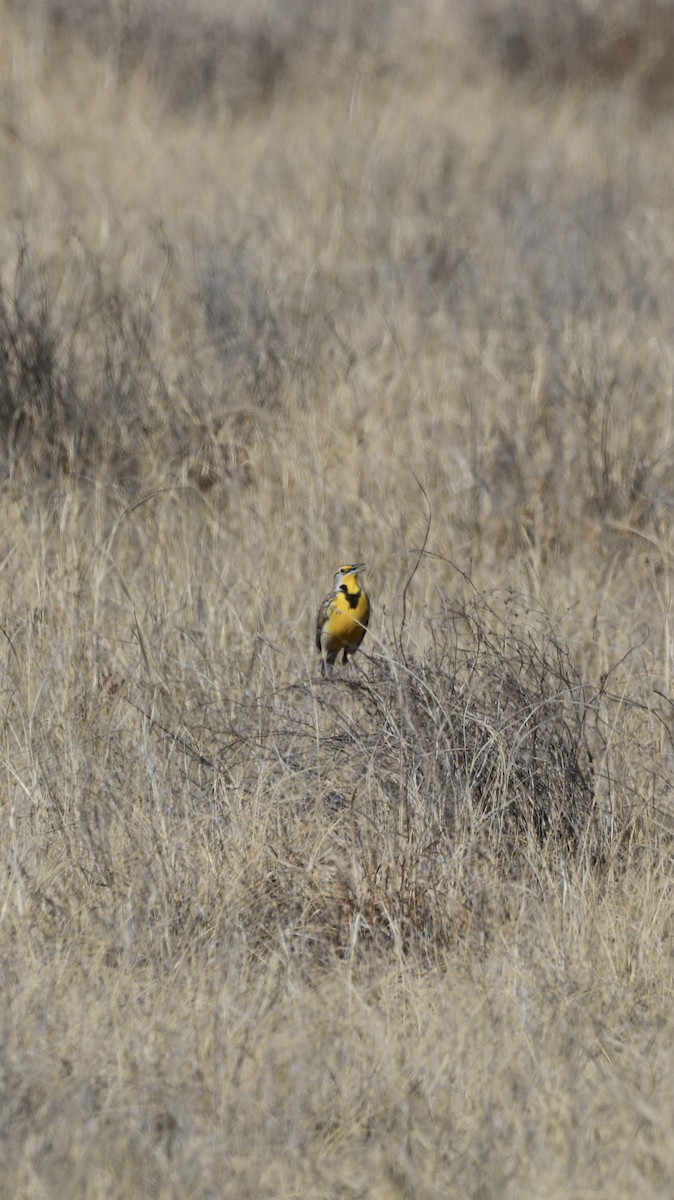 prærielerketrupial - ML650007290