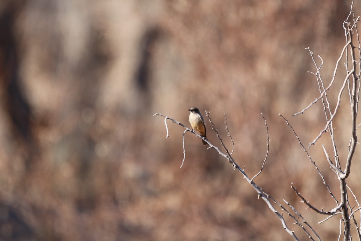 brunfibi - ML650007304