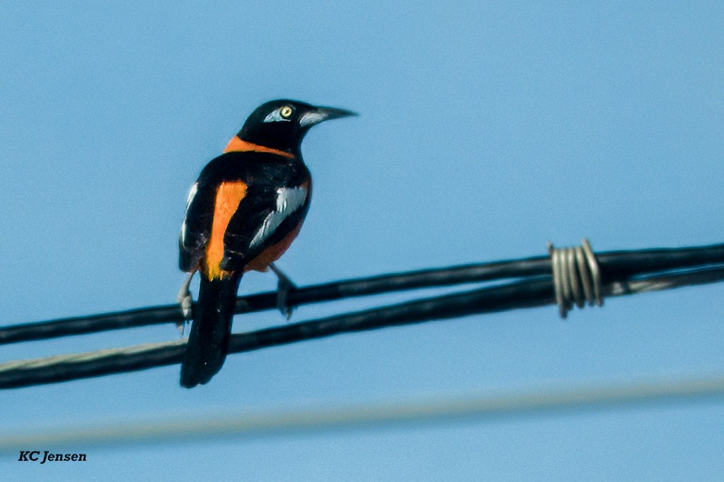 Venezuelan Troupial - ML650007566