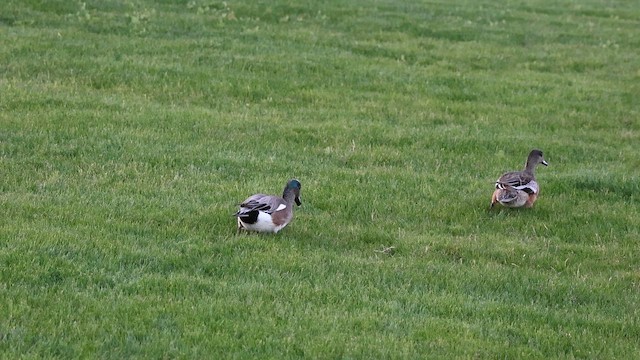 Свищ американський - ML650007569