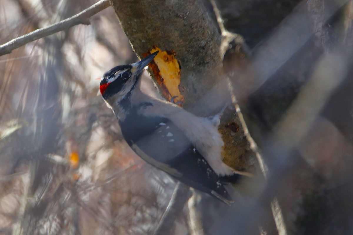 Волосатый дятел - ML650008029