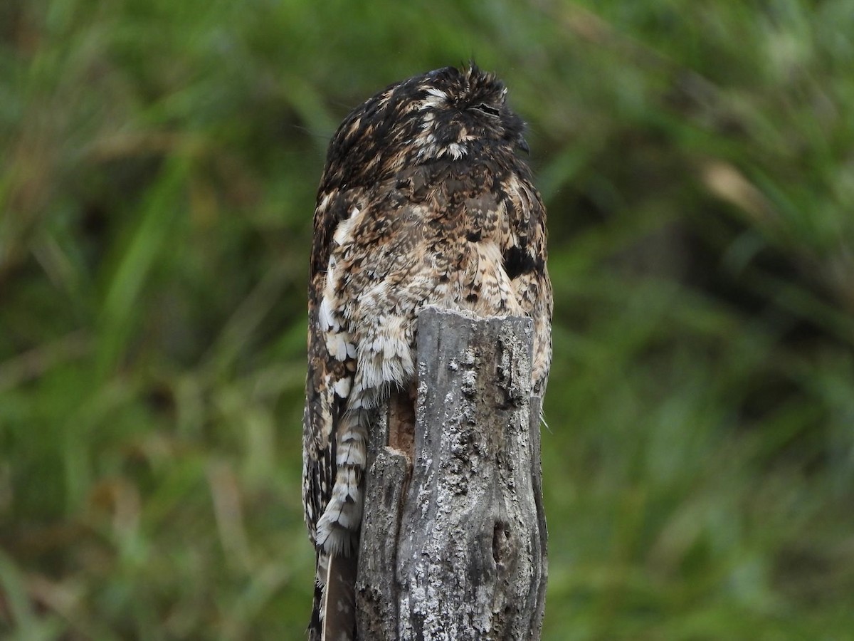 Andean Potoo - ML650008093