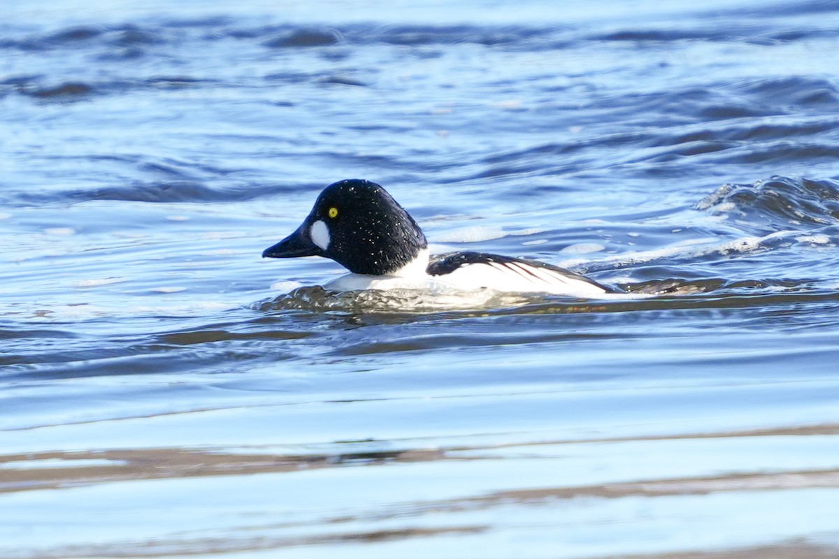 Quattrocchi - ML650008725