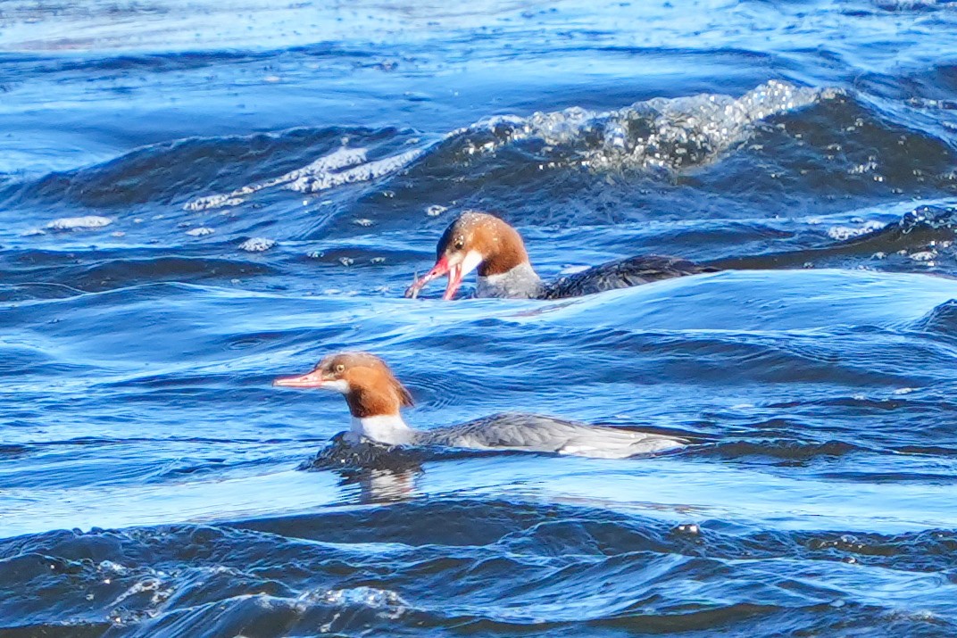 Smergo maggiore - ML650008769