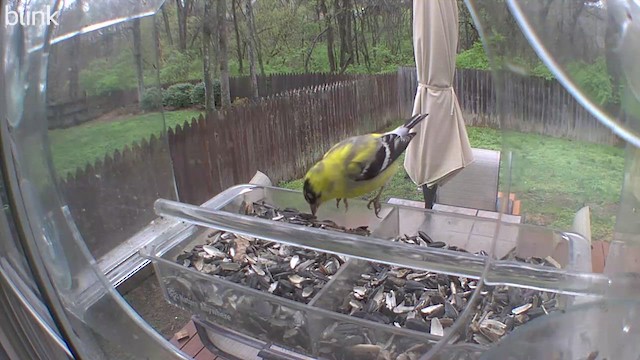 Goldzeisig - ML650008945