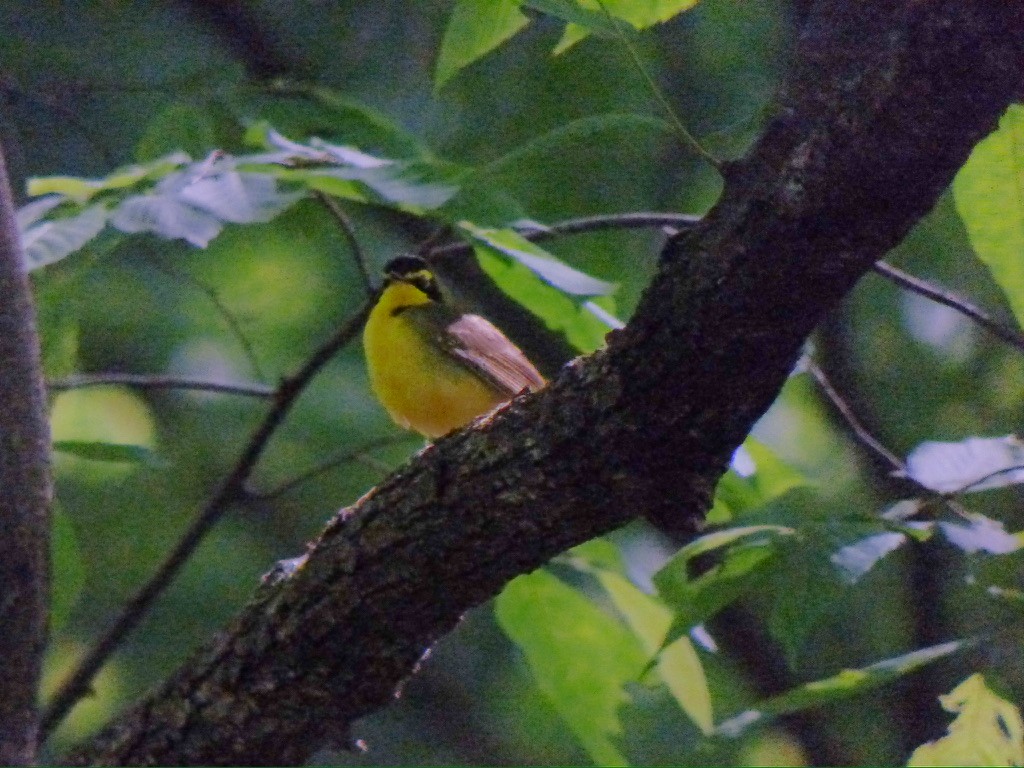 Reinita de Kentucky - ML650009417