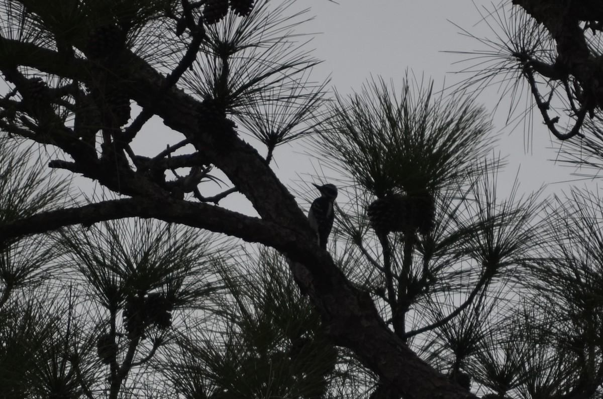 Hairy Woodpecker - ML650009650