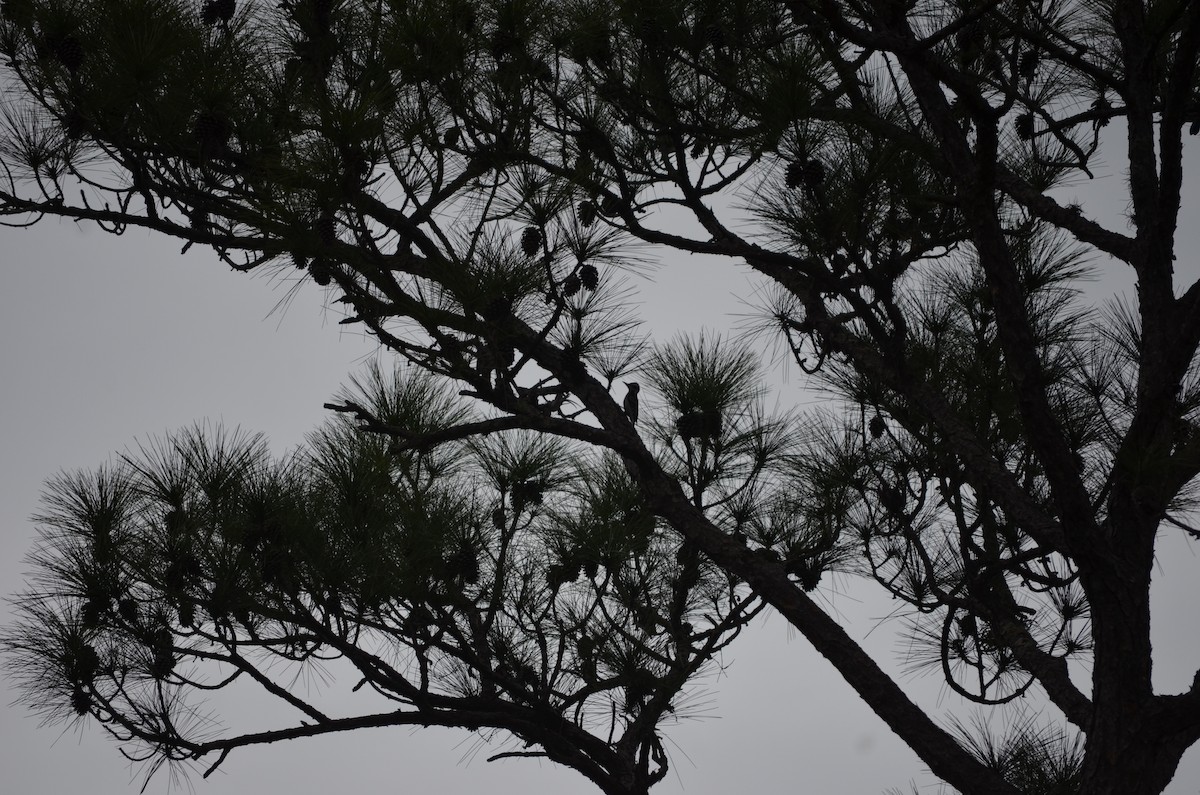 Hairy Woodpecker - ML650009651