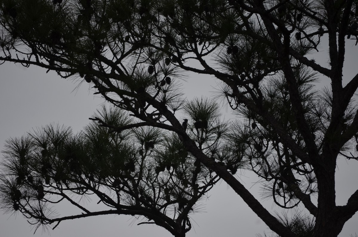 Hairy Woodpecker - ML650009652