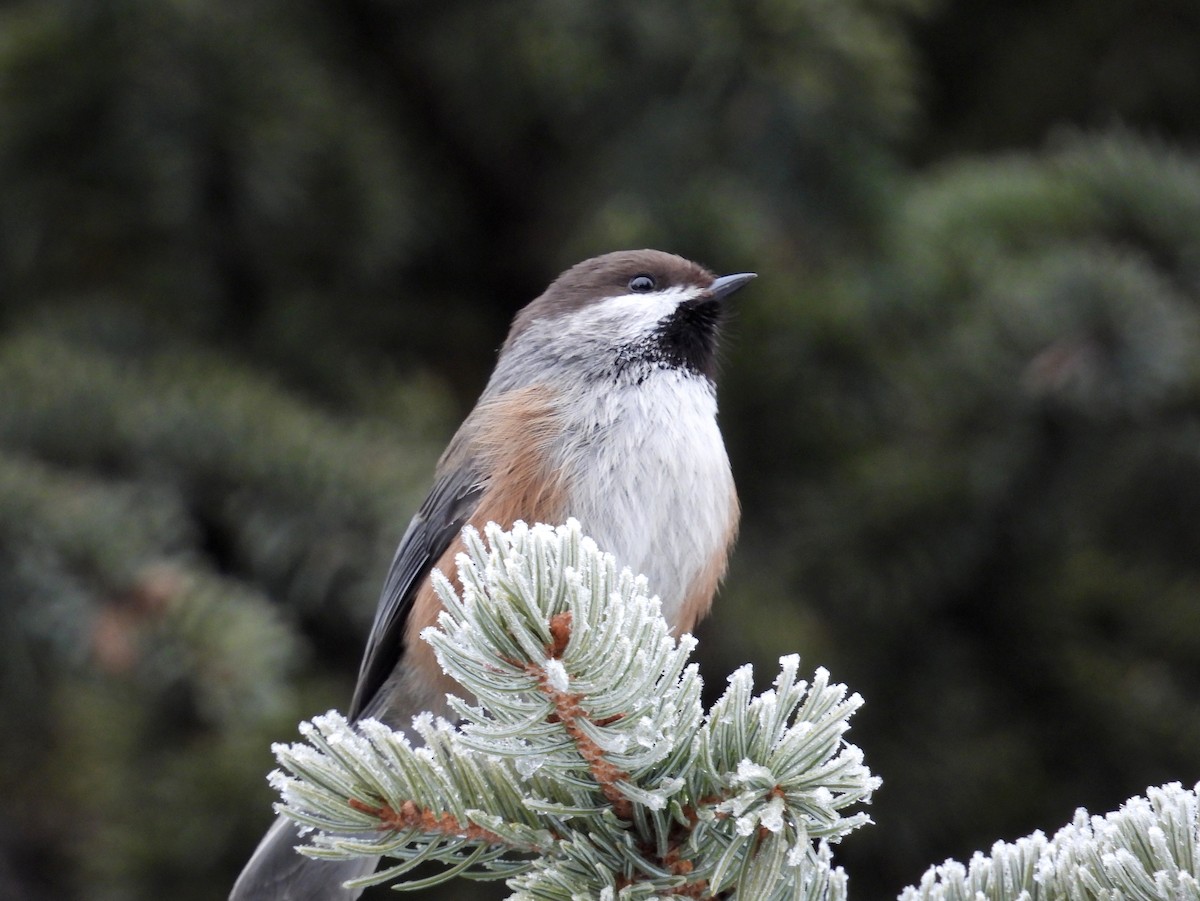 Гудзонская гаичка - ML650009829