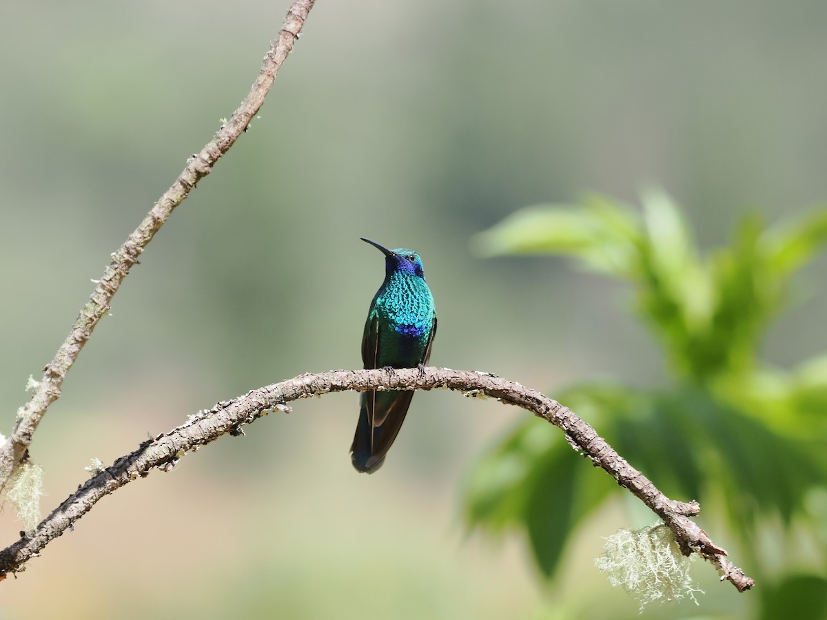 Sparkling Violetear - ML650010357