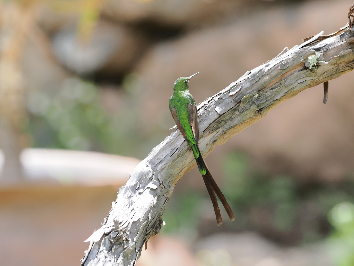 Green-tailed Trainbearer - ML650010404