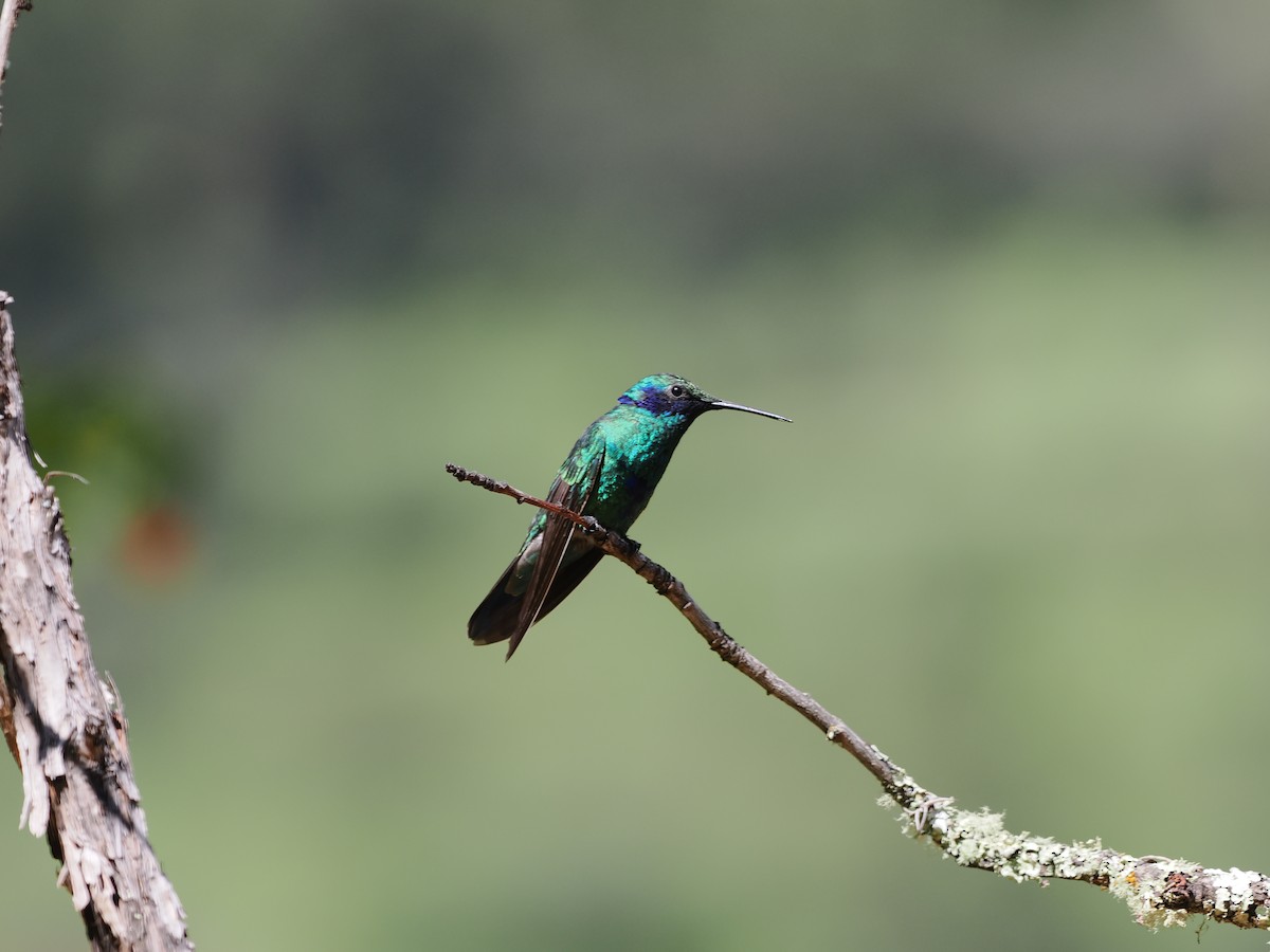 Sparkling Violetear - ML650010495