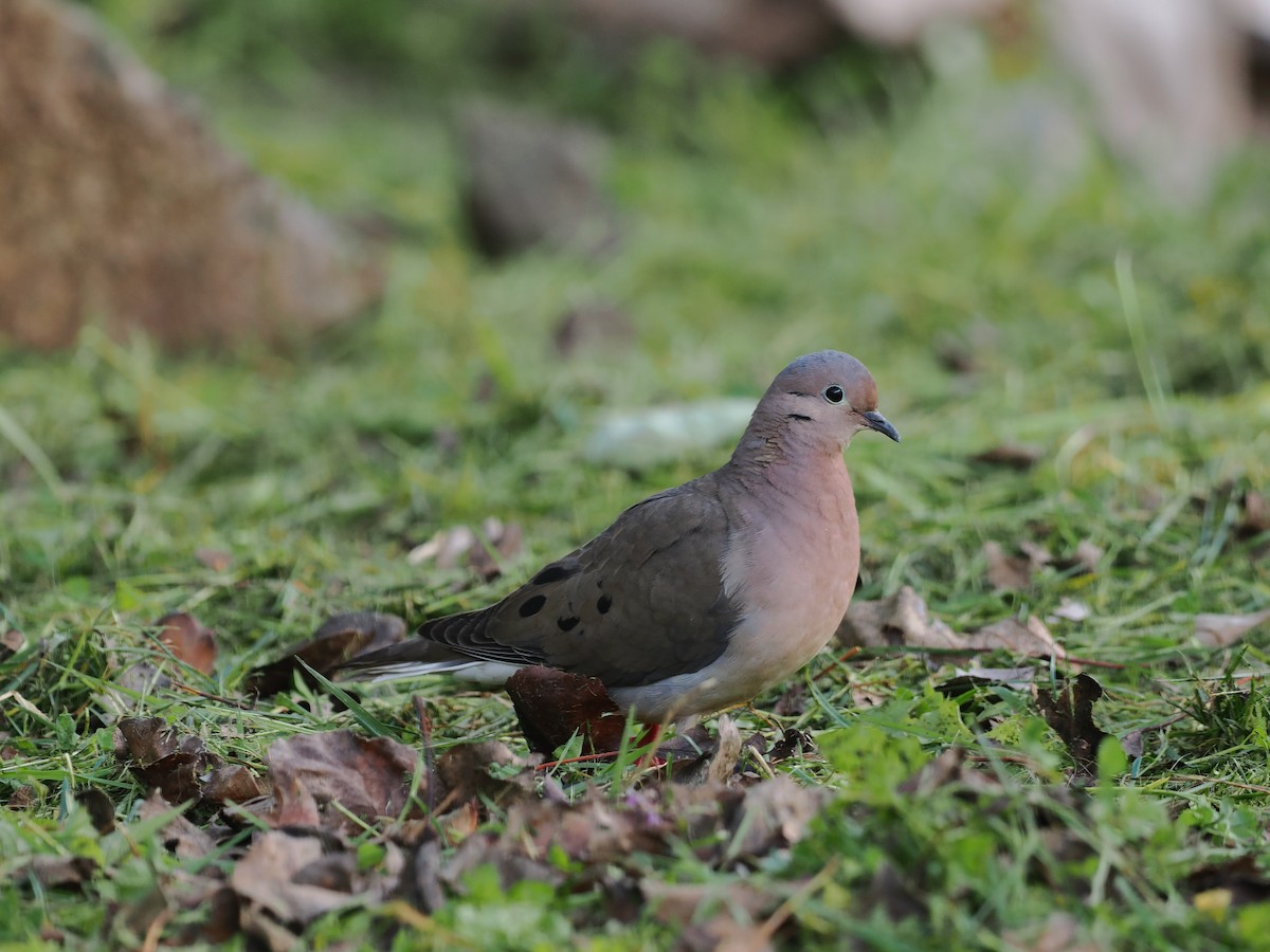 Eared Dove - ML650010589