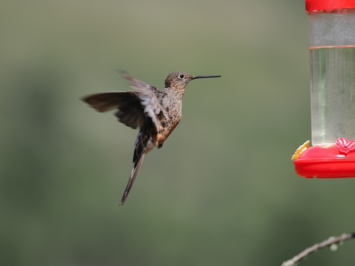 Giant Hummingbird - ML650010670