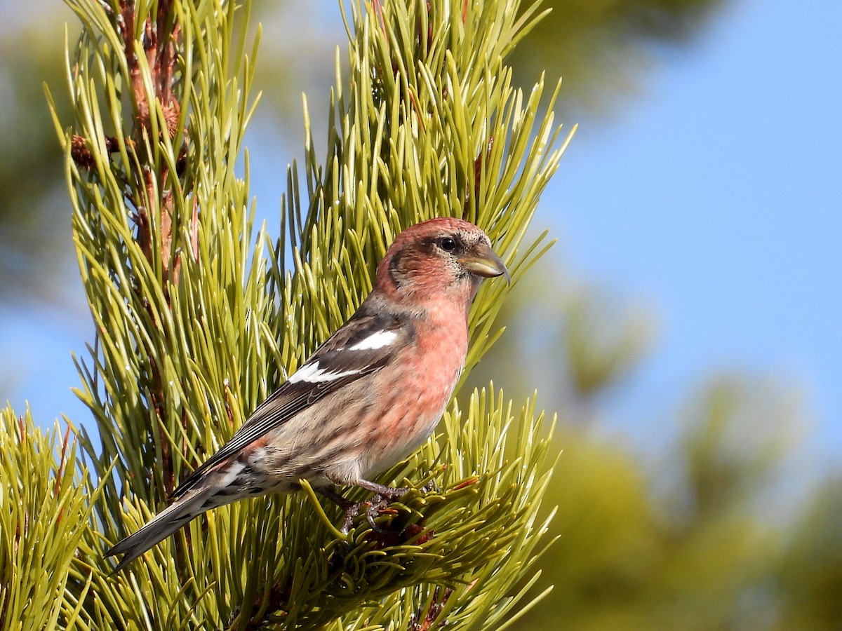 Белокрылый клёст - ML650010740