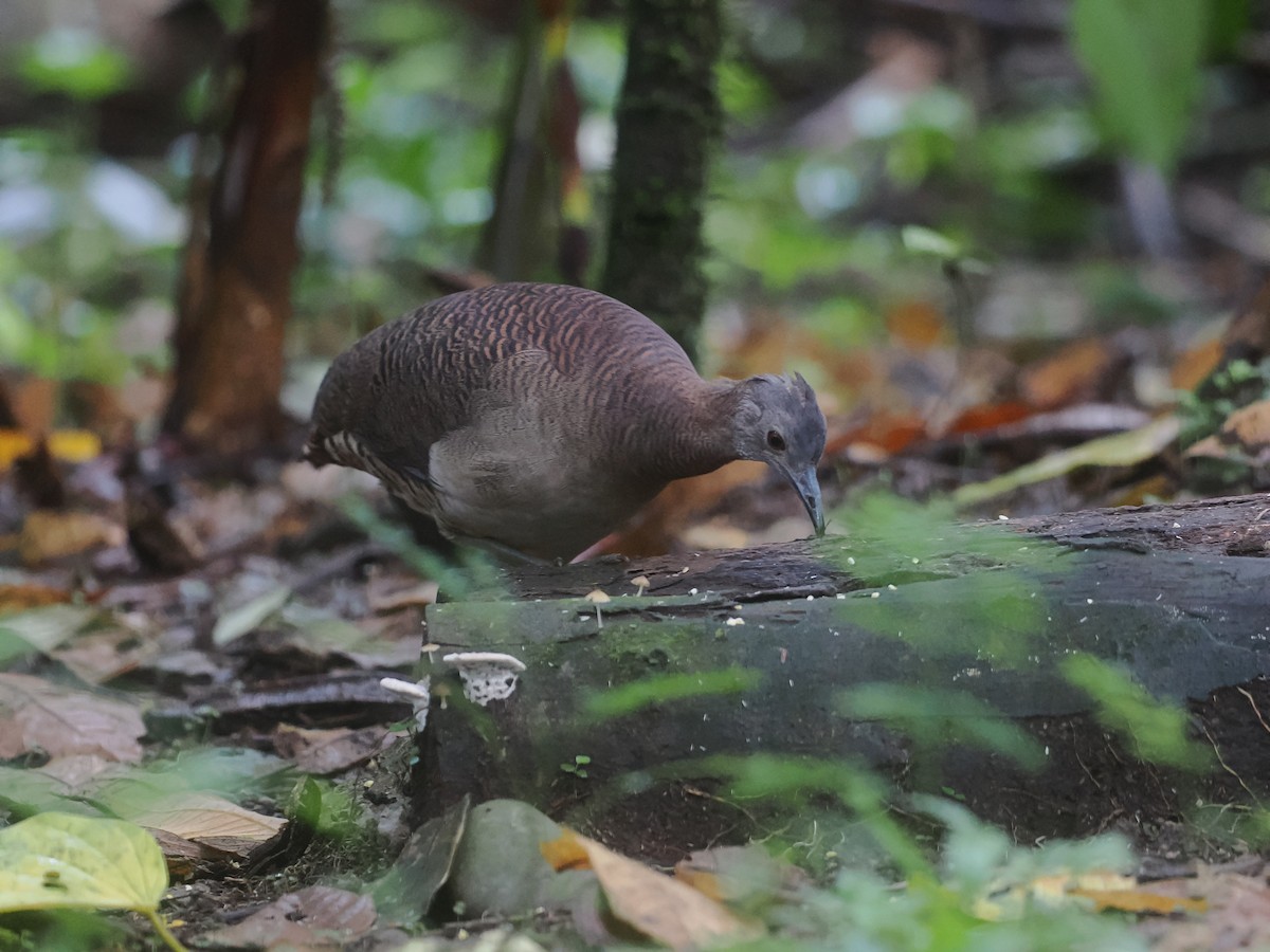 Undulated Tinamou - ML650010792