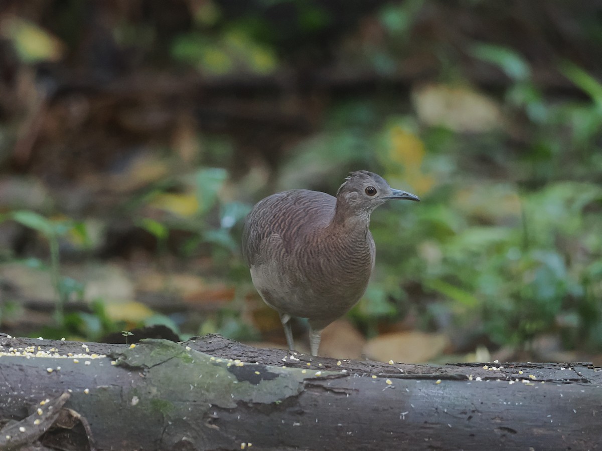 Undulated Tinamou - ML650010793