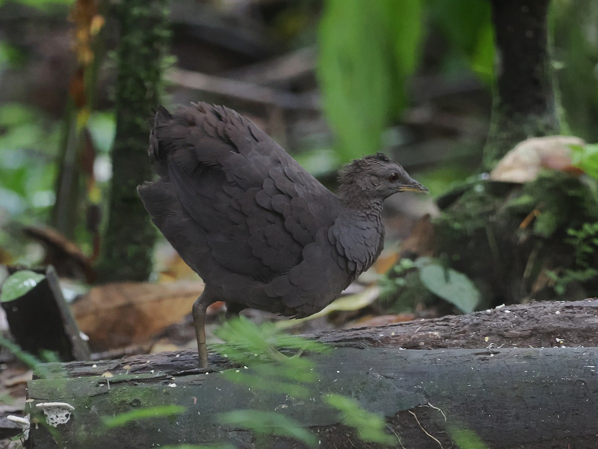Cinereous Tinamou - ML650010838