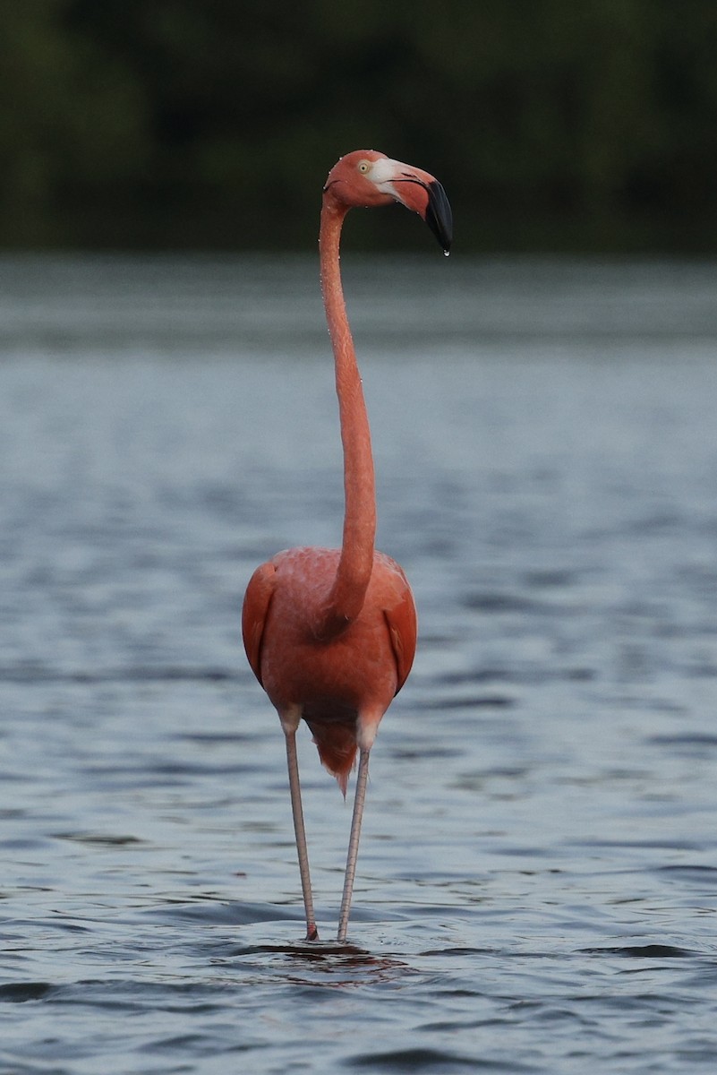 פלמינגו אמריקני - ML650011084