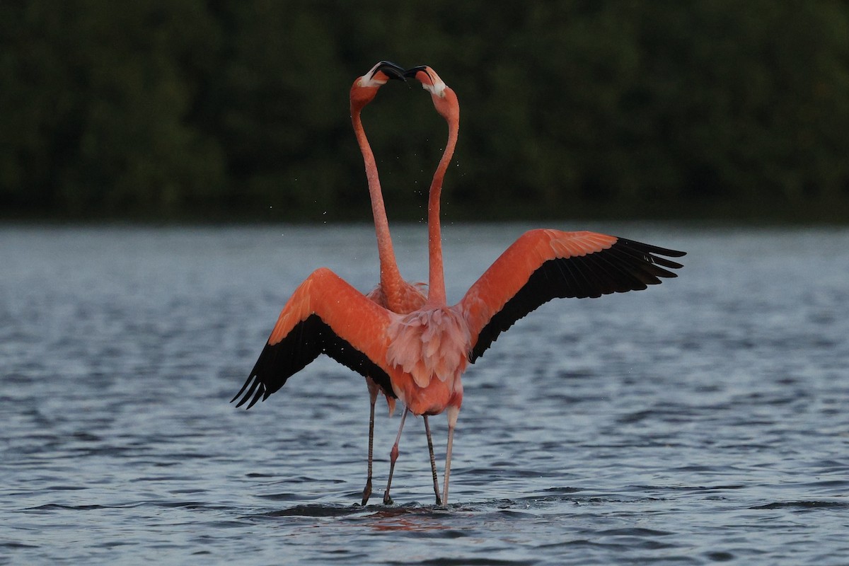 פלמינגו אמריקני - ML650011085