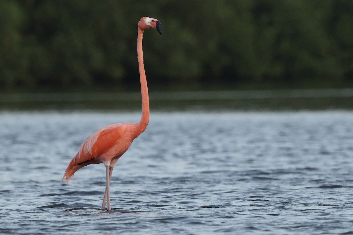 פלמינגו אמריקני - ML650011086