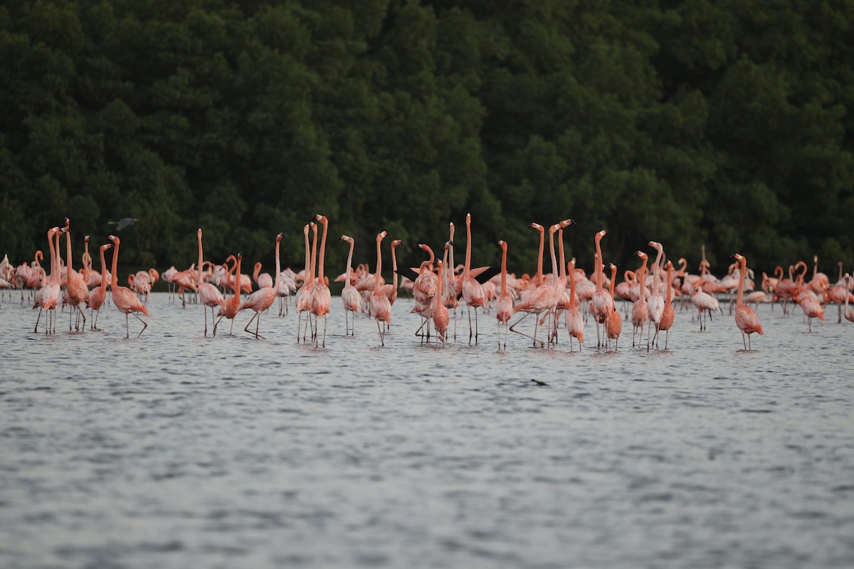 פלמינגו אמריקני - ML650011092