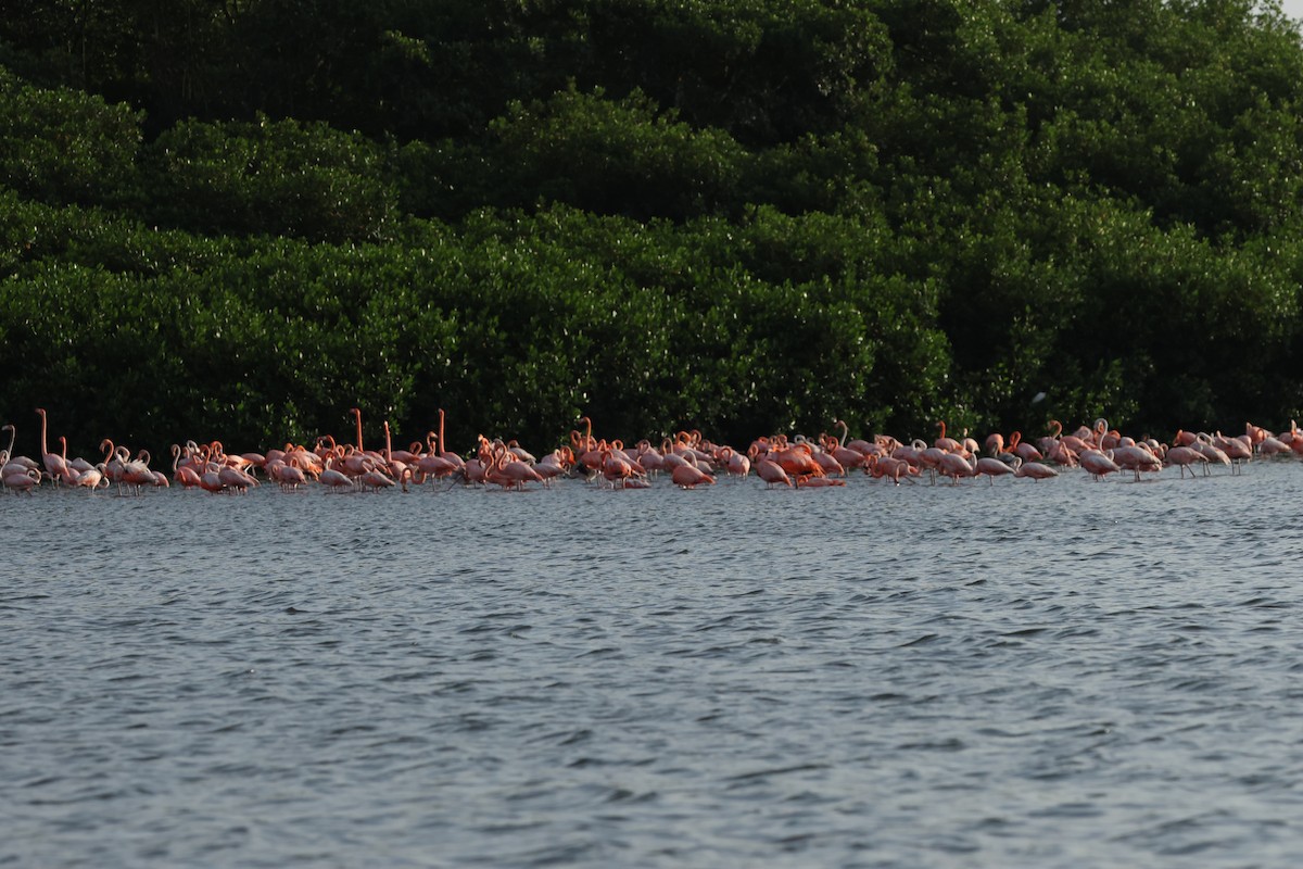 פלמינגו אמריקני - ML650011094