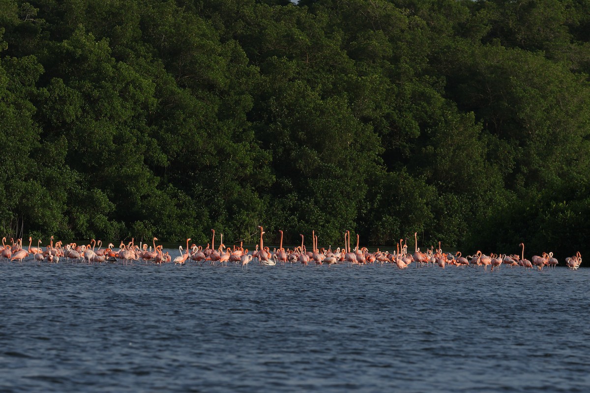 פלמינגו אמריקני - ML650011096