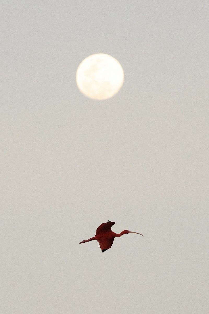 Scarlet Ibis - ML650011143