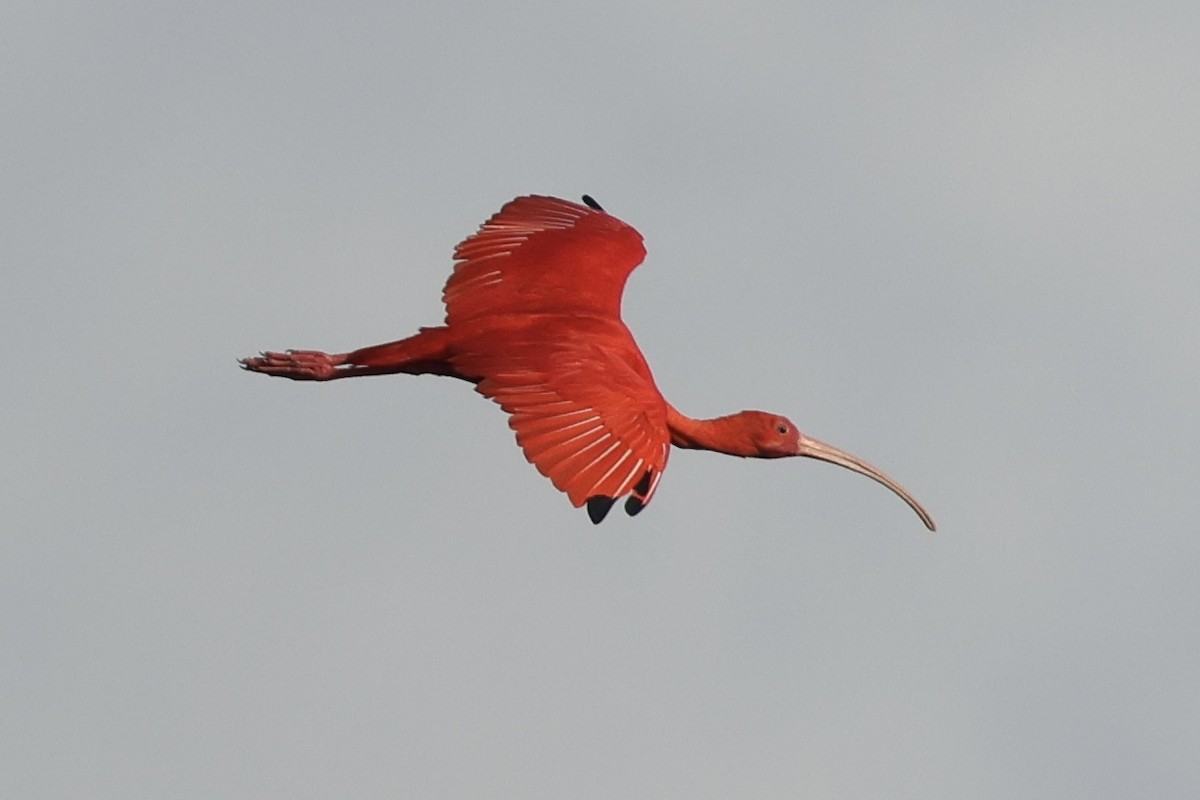Scarlet Ibis - ML650011145