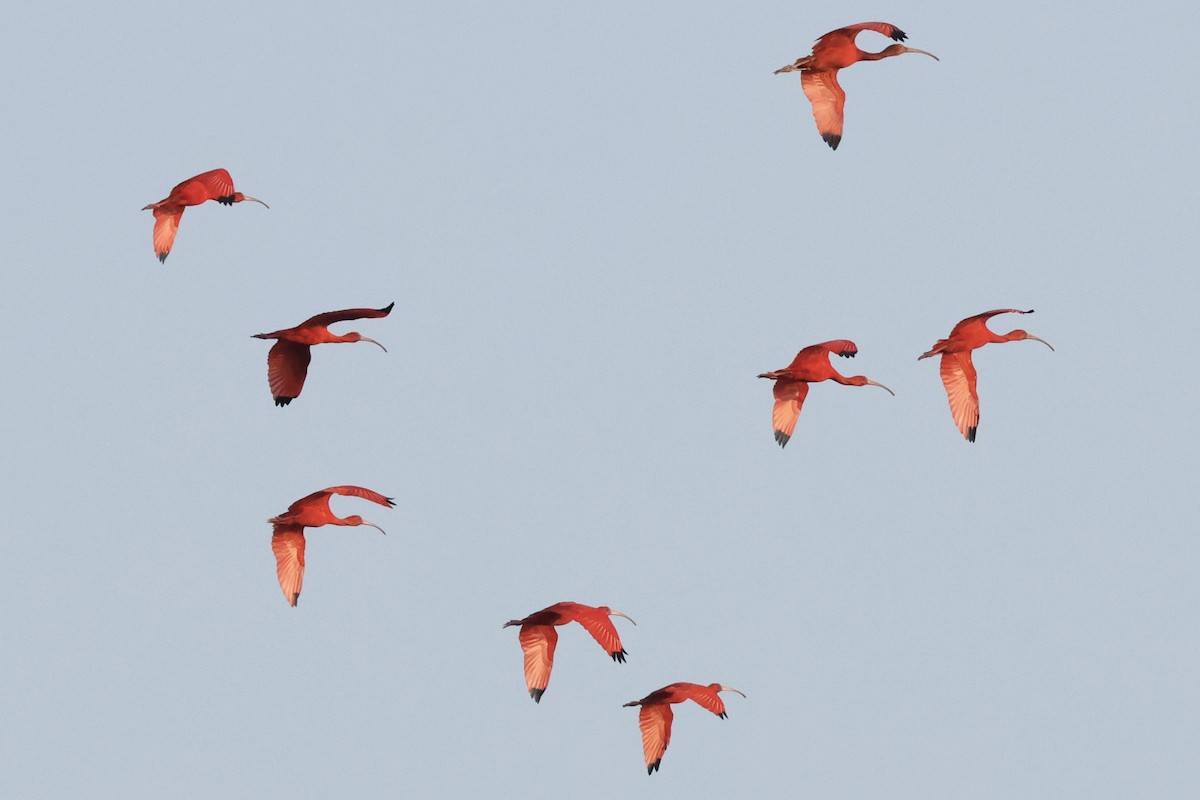 Scarlet Ibis - ML650011146