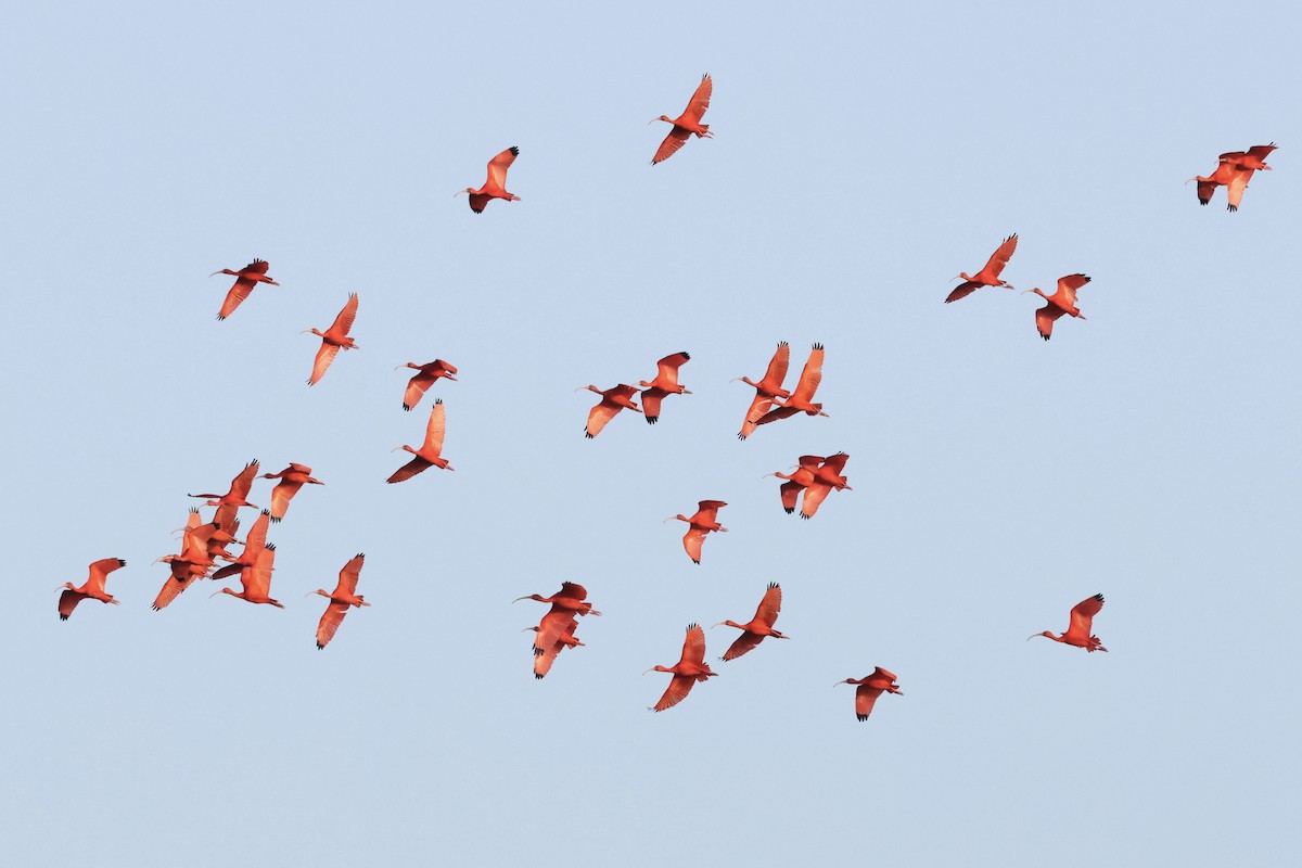 Scarlet Ibis - ML650011148