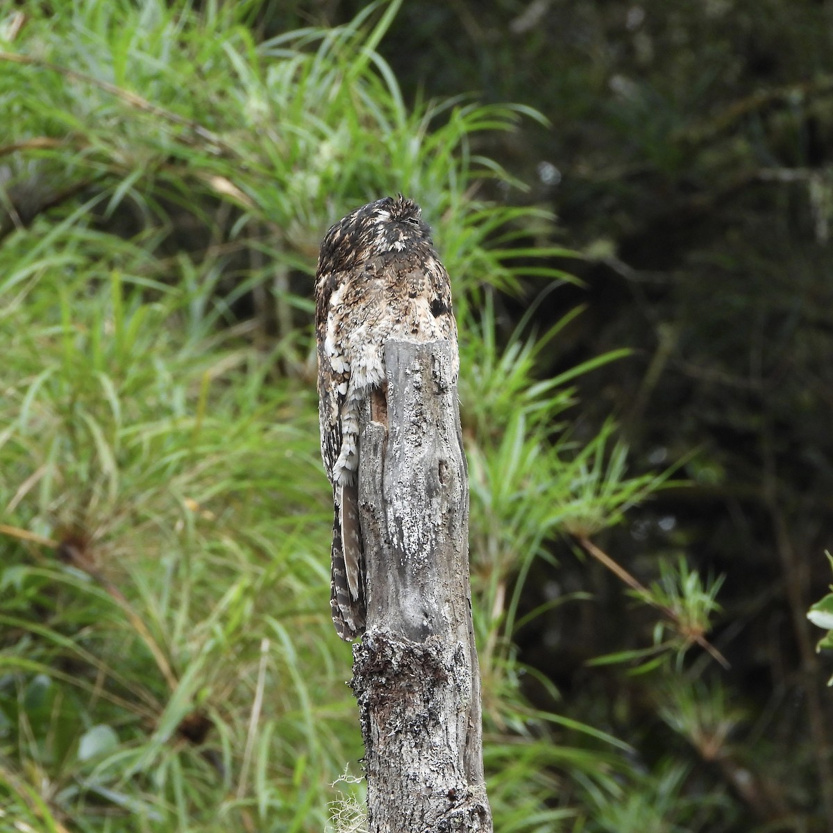 Andean Potoo - ML650011345