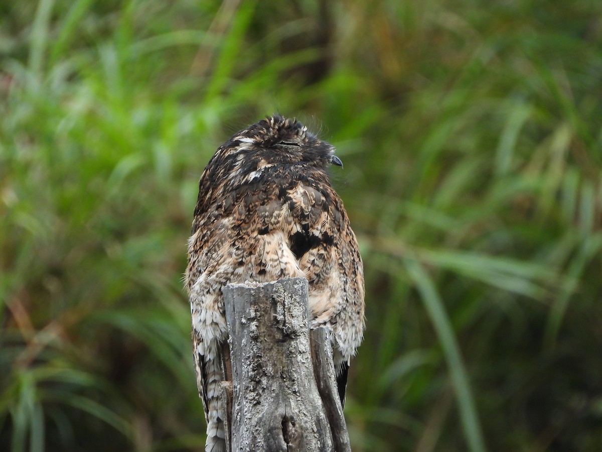 Andean Potoo - ML650011346