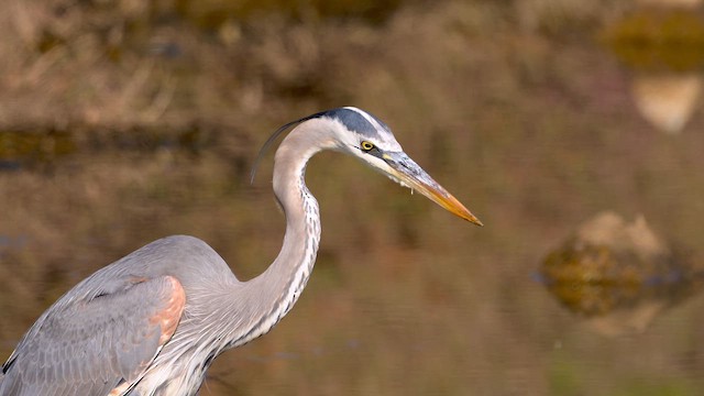 Great Blue Heron - ML650011626