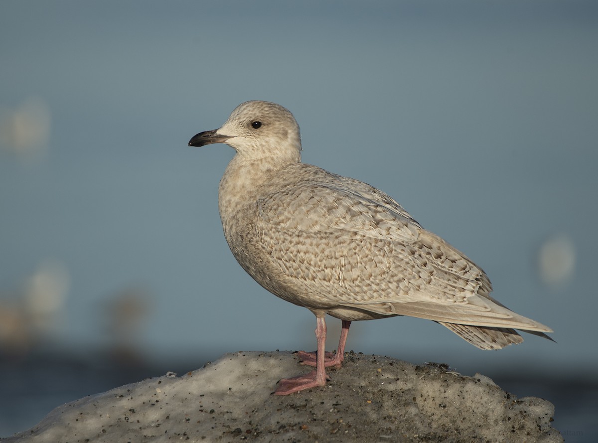 ML650012723 - Iceland Gull - Macaulay Library