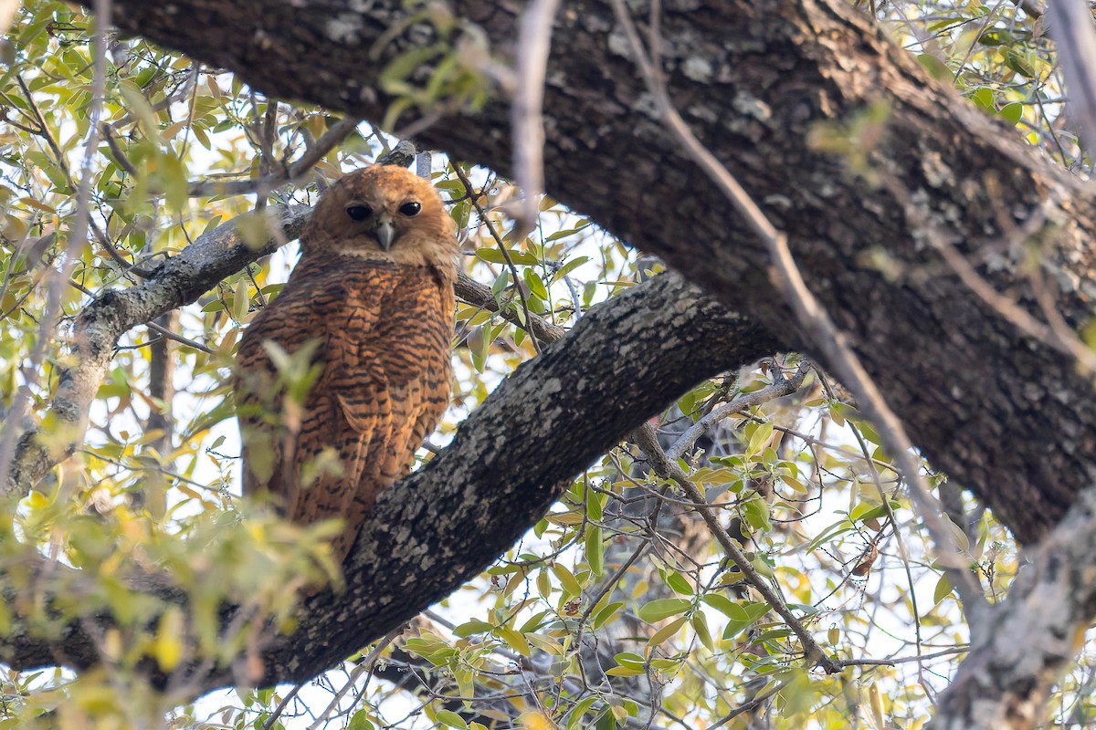 Сова-рибоїд смугаста - ML650013152