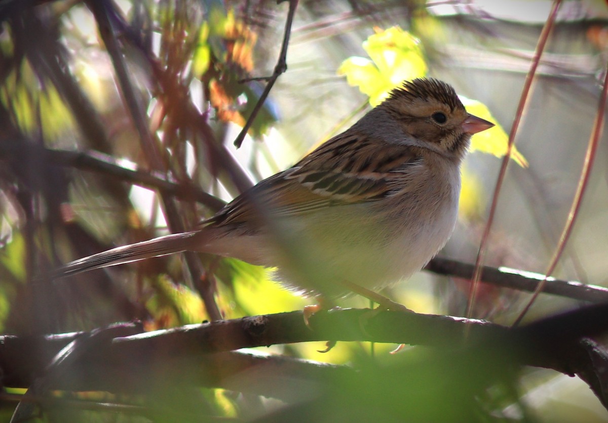 grånakkespurv - ML650013629