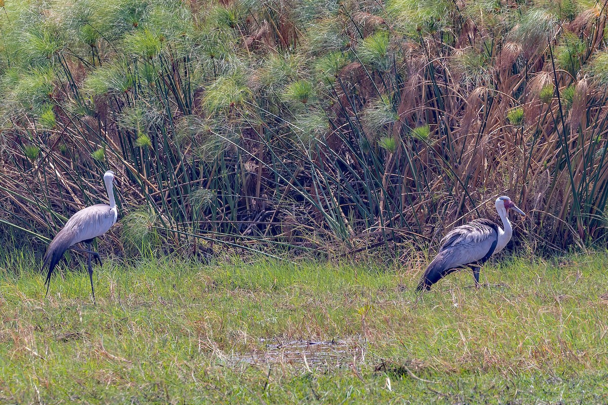 Журавель білошиїй - ML650013815