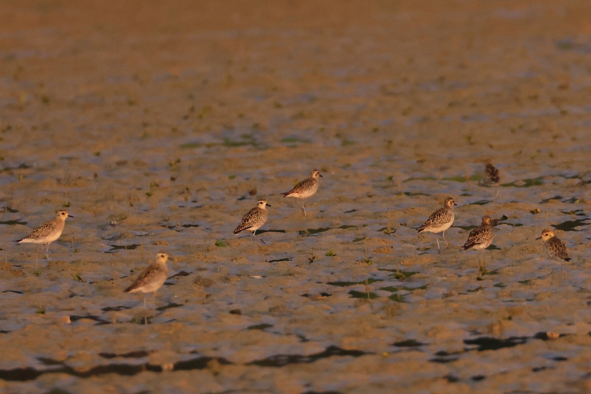 Pacific Golden-Plover - ML650013951