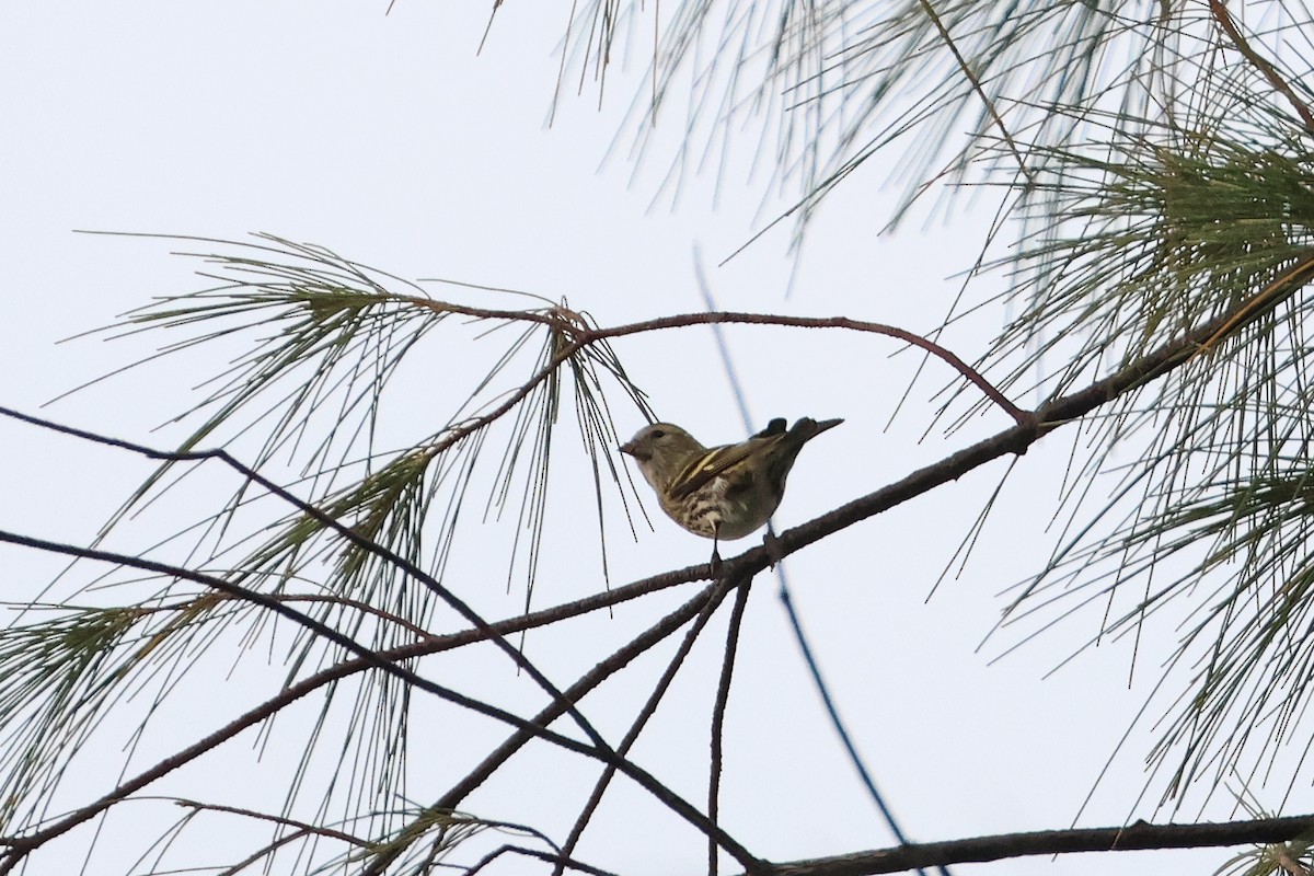 Eurasian Siskin - ML650014022