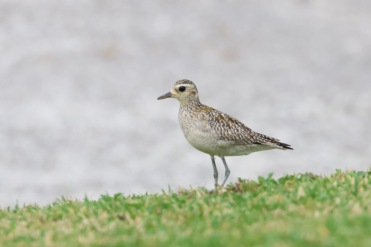 Pacific Golden-Plover - ML650014033